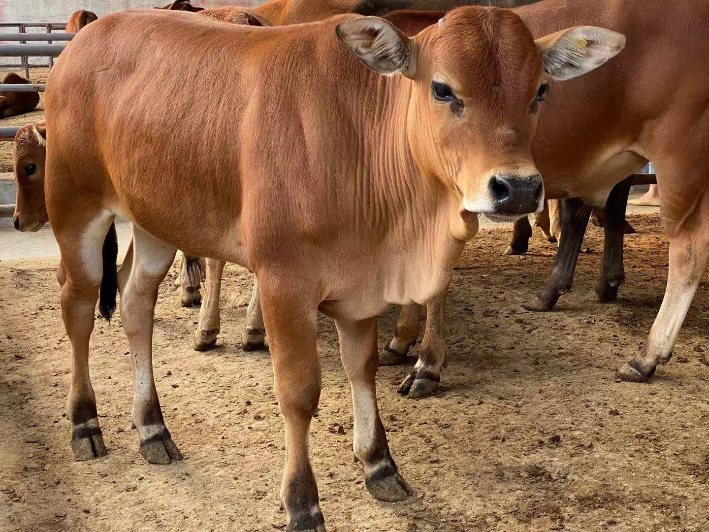 一头成年西门塔尔牛的正面与侧面特写,展示其肌肉结构、毛色特征及体型特征,适合用于品种识别与科普展示 西门塔尔牛品种特征展示图