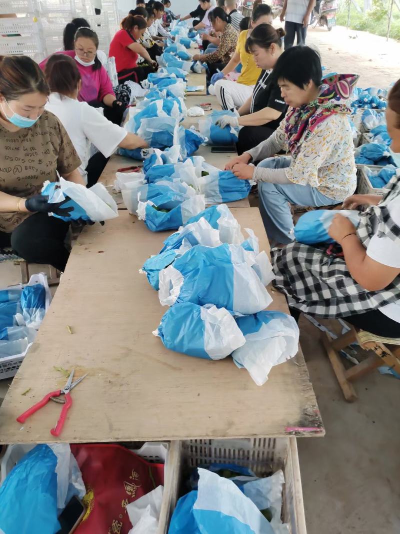 陕西阳光玫瑰产地直发，货源充足，品质好量大优惠