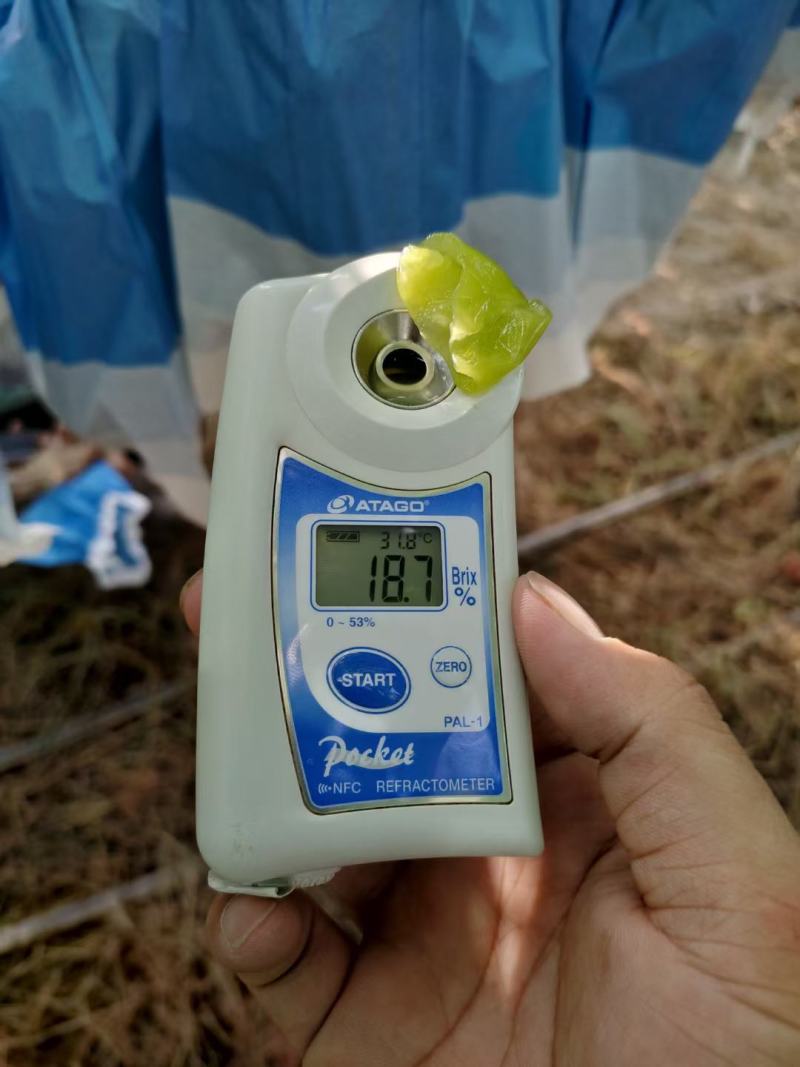 陕西阳光玫瑰产地直发，货源充足，品质好量大优惠