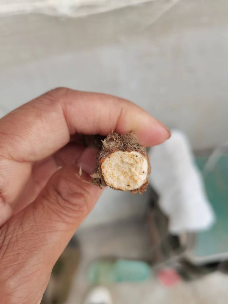 朱砂点苍术红茬苍术，不是起霜货