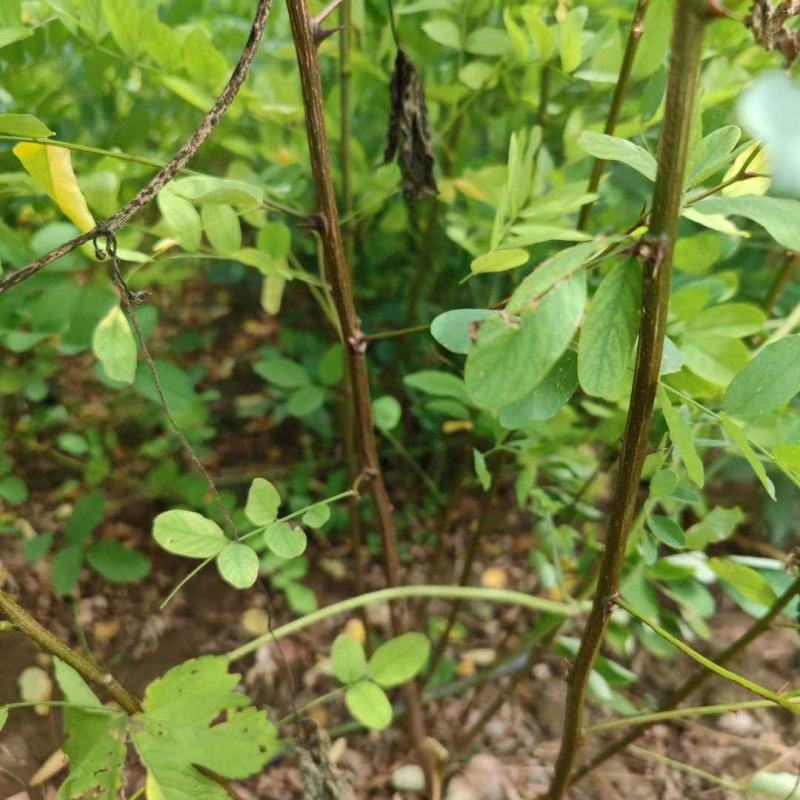 高度60公分刺槐苗