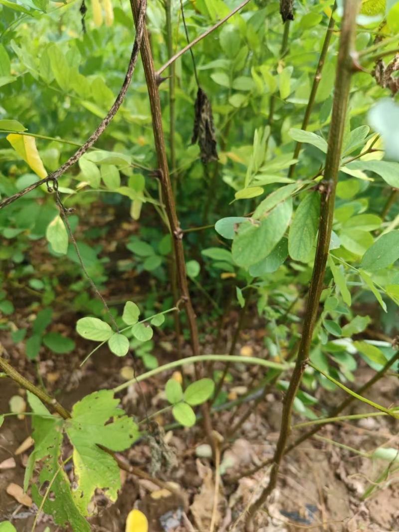 高度60公分刺槐苗