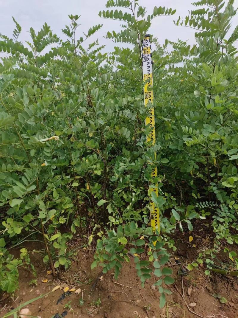 高度60公分刺槐苗