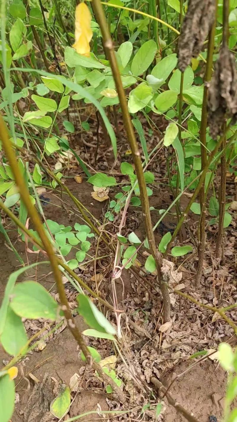 高度60公分刺槐苗