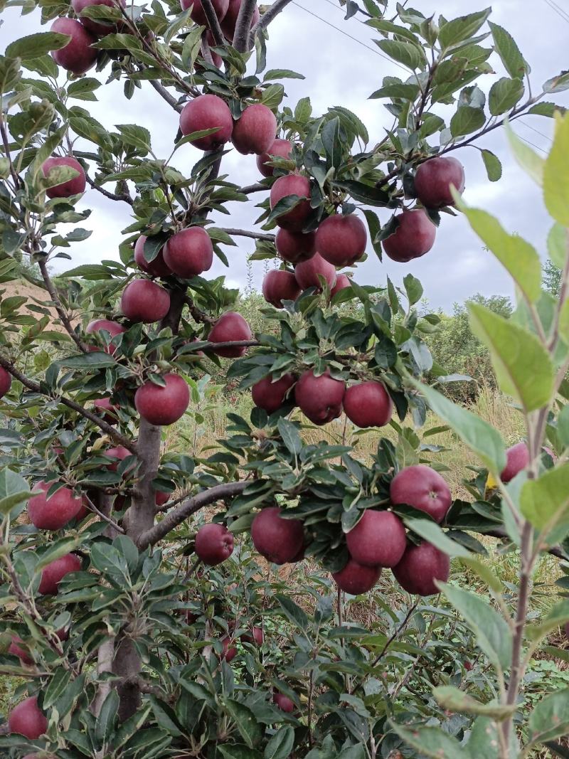 2023年甘肃花牛苹果大量出库供应。