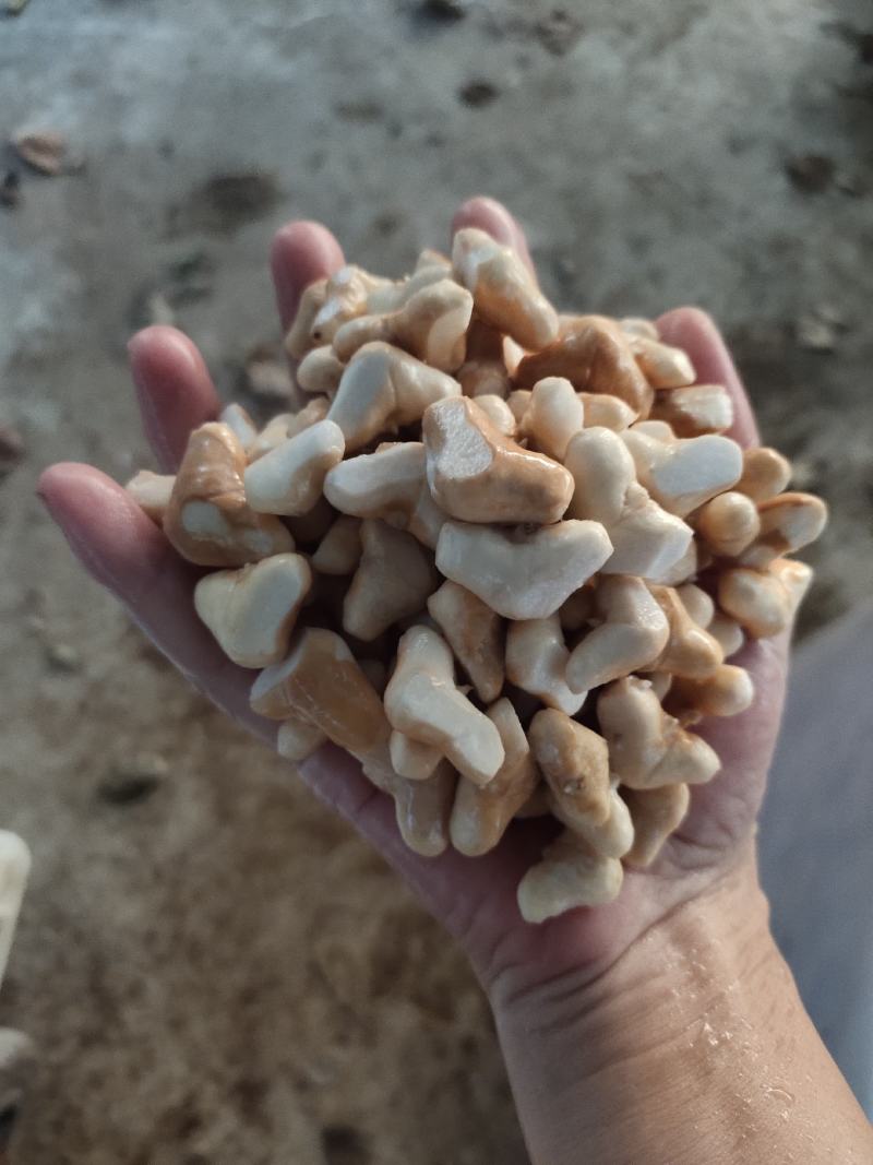 南漪湖野生小菱角米量大优惠