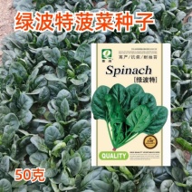 绿波特大叶菠菜种子四季原生态菠菜籽抗病耐热耐寒越冬蔬菜