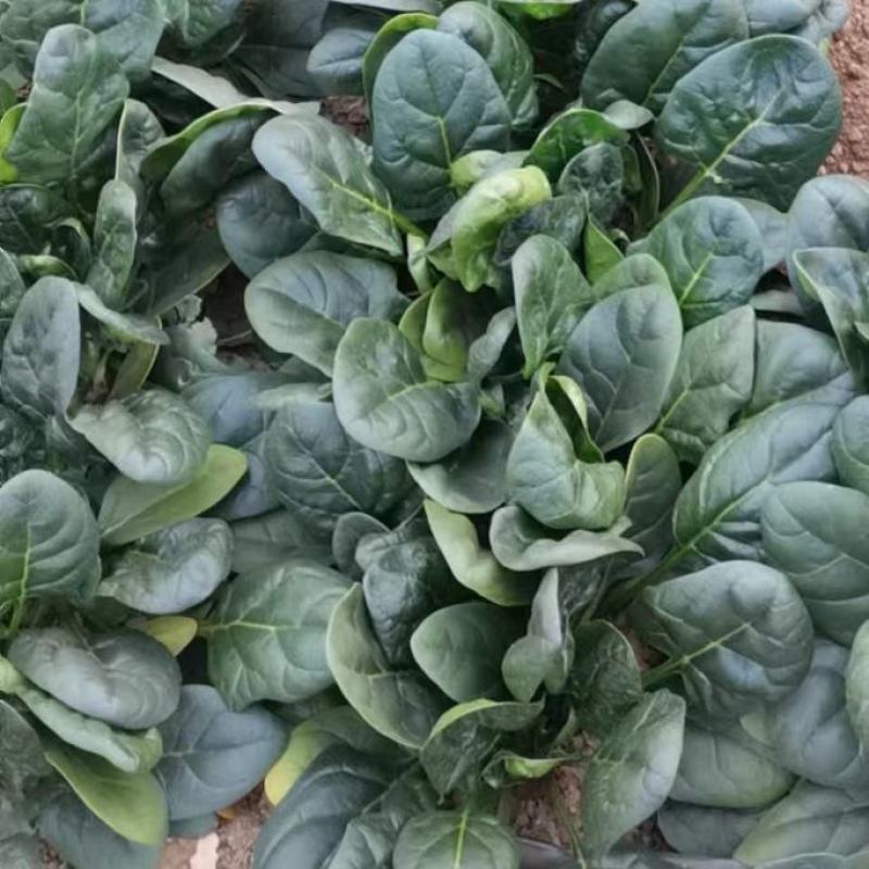 绿波特大叶菠菜种子四季原生态菠菜籽抗病耐热耐寒越冬蔬菜