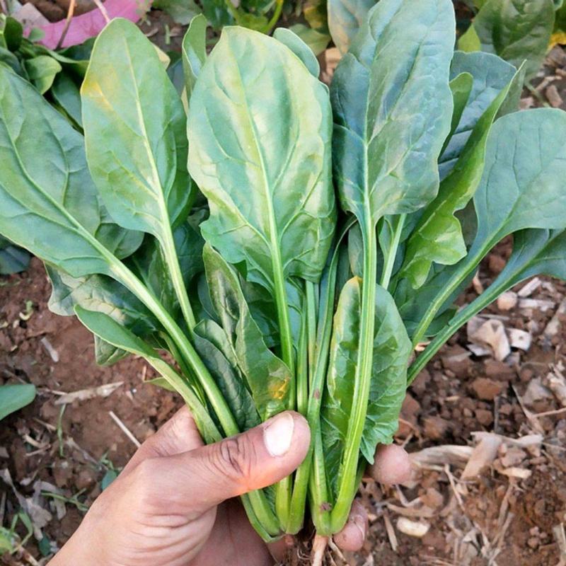 菠菜种子大量供应价格优惠春秋种植墨绿菠菜籽耐热性好植株