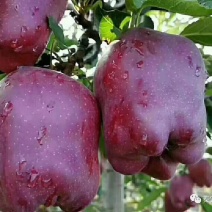 高山花牛苹果