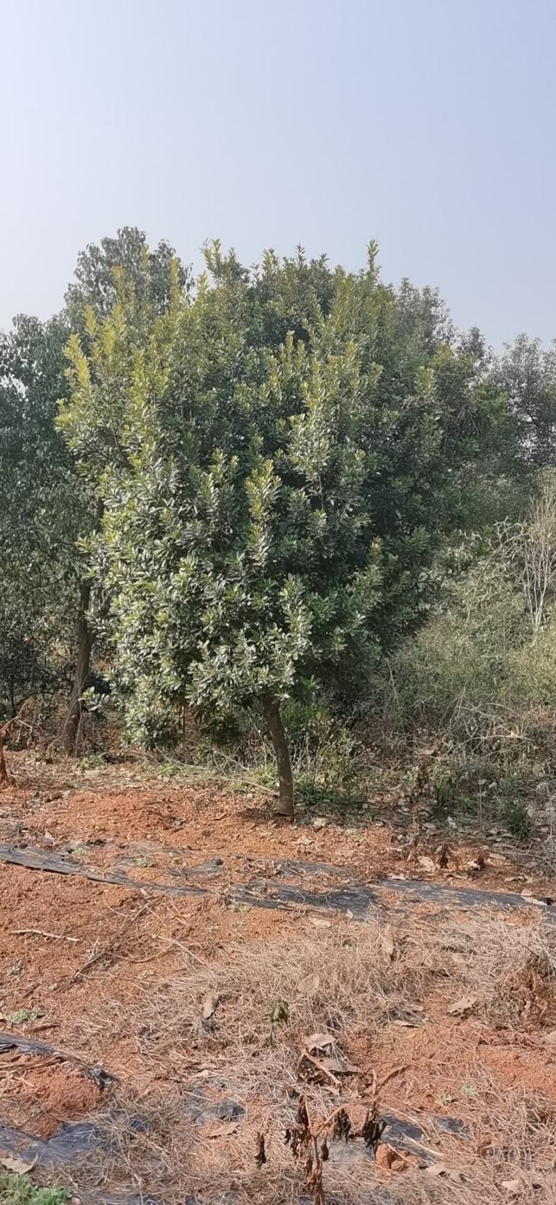 杨梅种植基地大量低价供应断根杨梅和工程杨梅