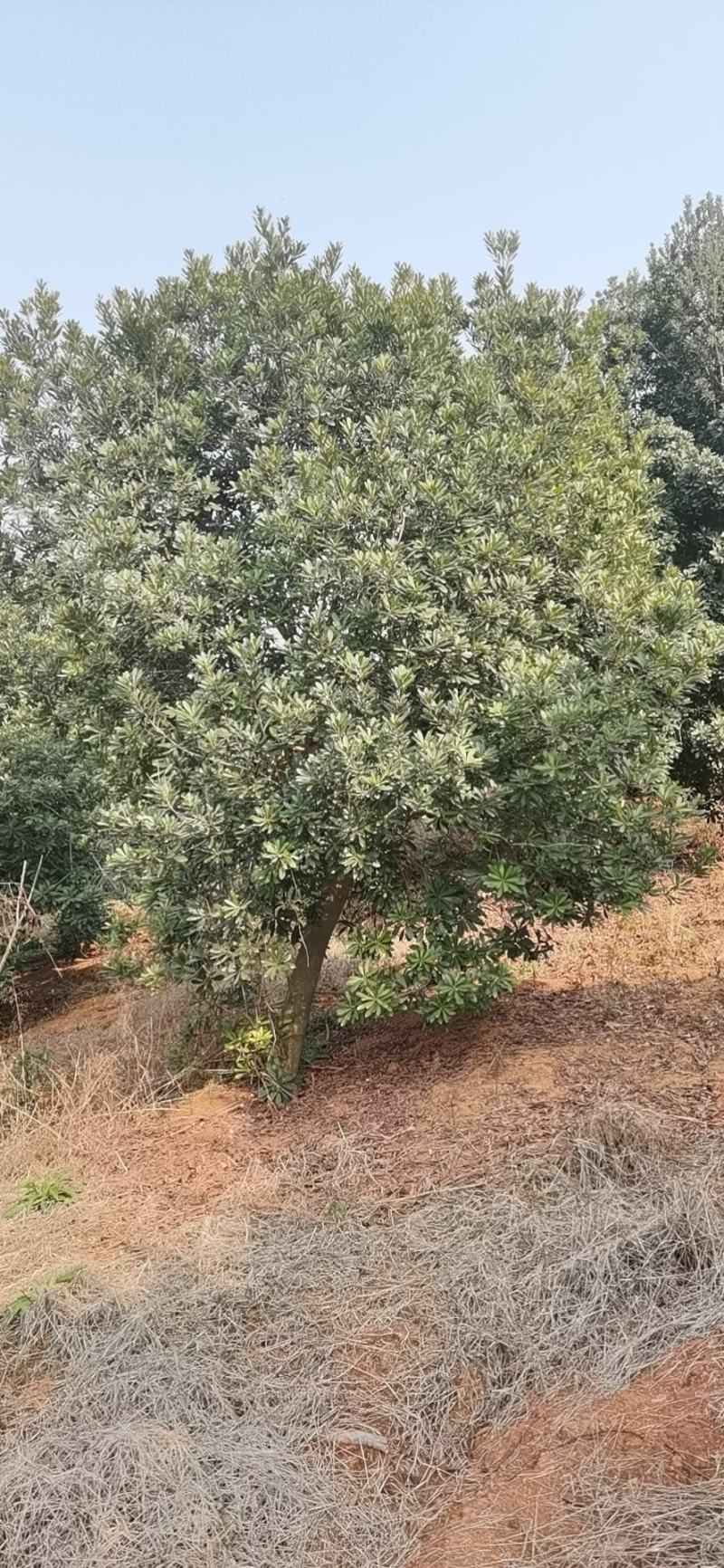 杨梅种植基地大量低价供应断根杨梅和工程杨梅
