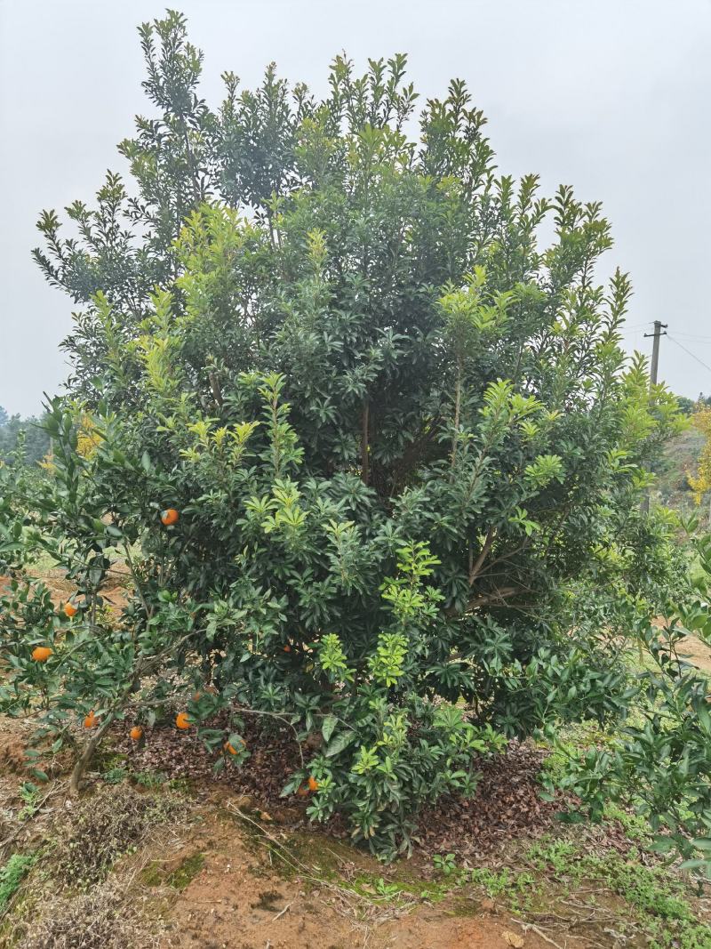 杨梅种植基地大量低价供应断根杨梅和工程杨梅