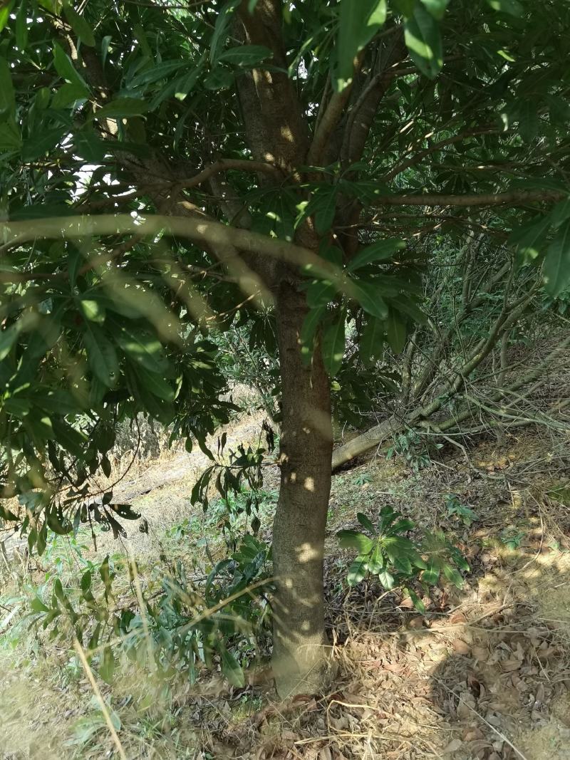 杨梅种植基地大量低价供应断根杨梅和工程杨梅