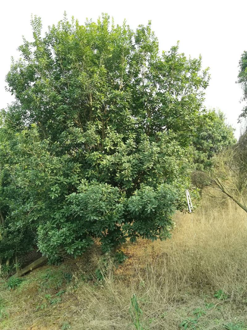 杨梅种植基地大量低价供应断根杨梅和工程杨梅