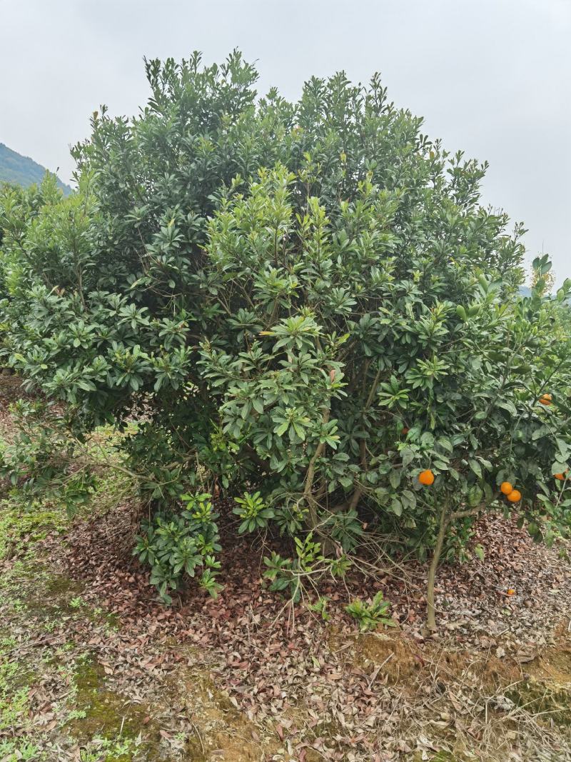 杨梅种植基地大量低价供应断根杨梅和工程杨梅