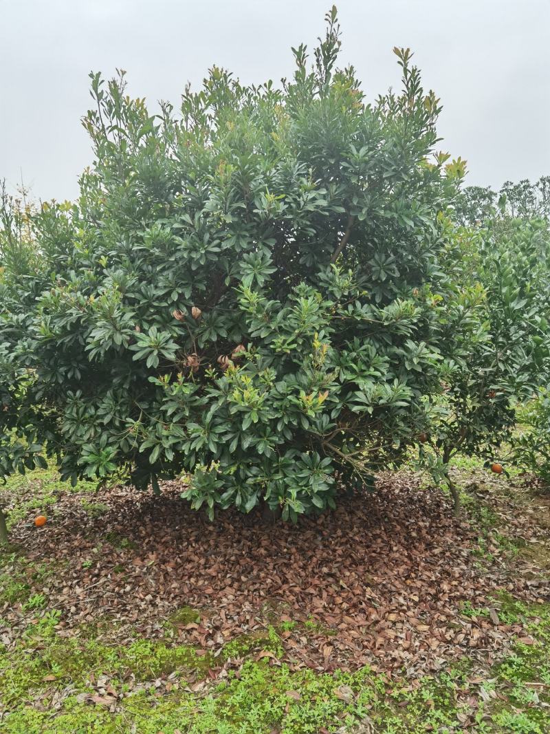 杨梅种植基地大量低价供应断根杨梅和工程杨梅