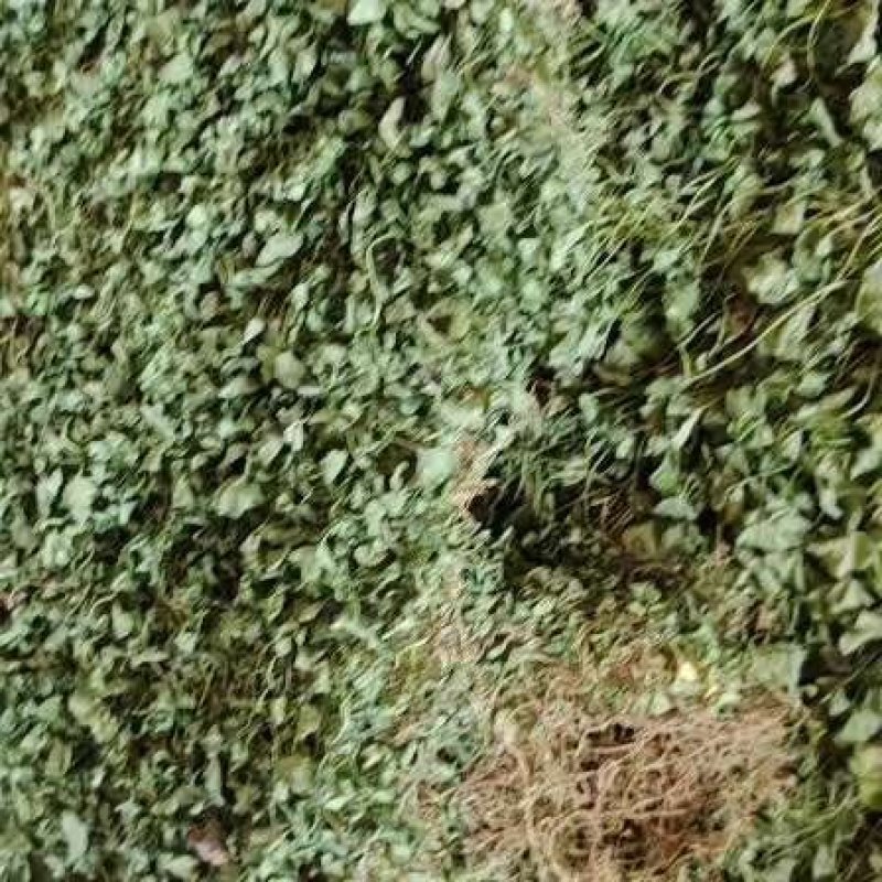 马蹄金，金钱草，化石草又叫小叶金钱草干品，