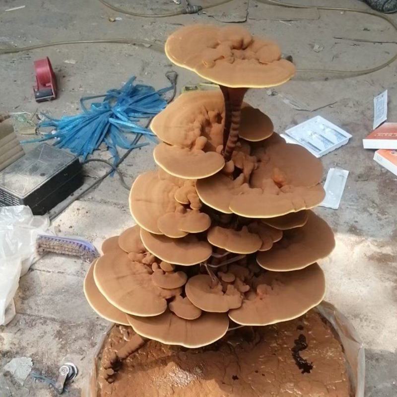 灵芝产品，自产自销