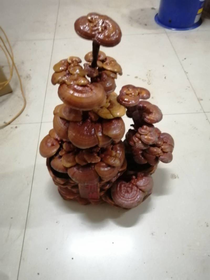 灵芝产品，自产自销