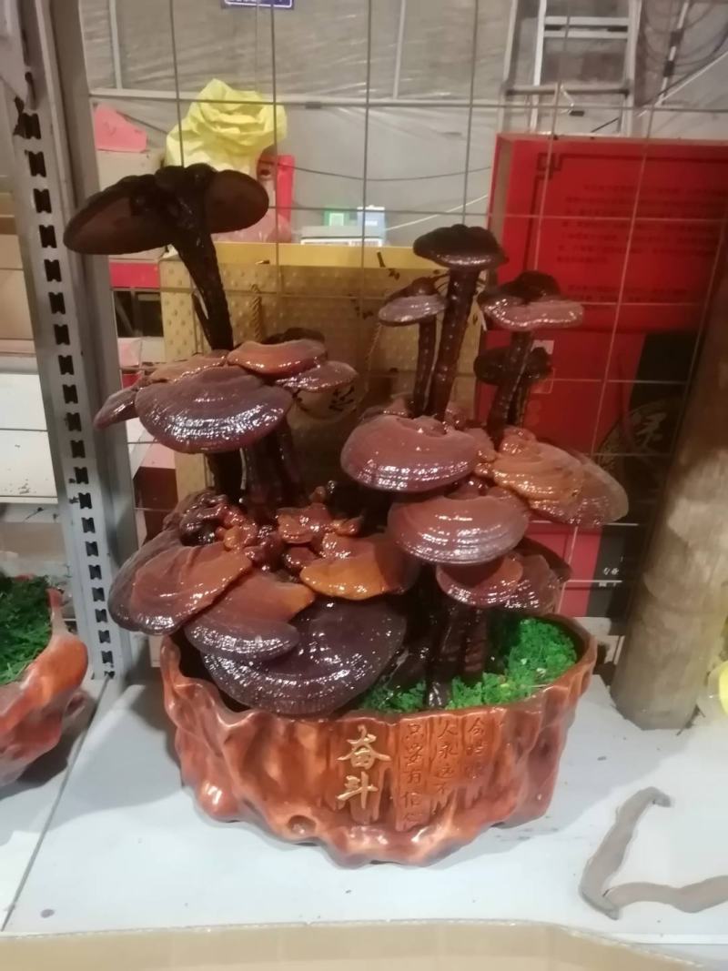灵芝产品，自产自销