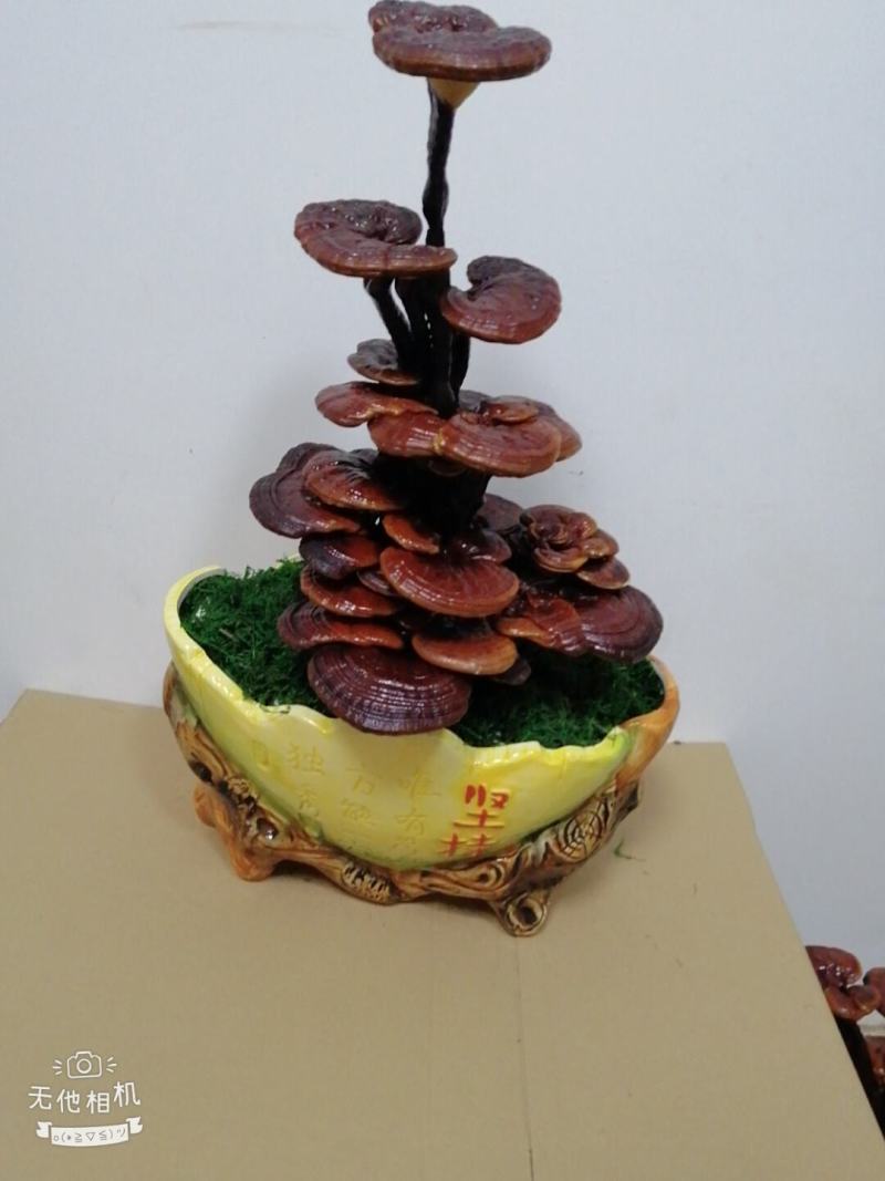 灵芝产品，自产自销