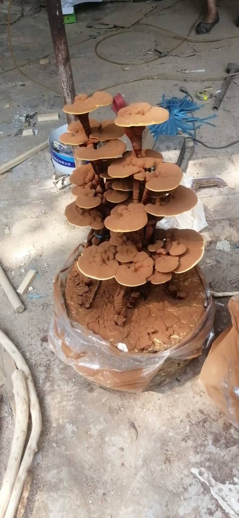 灵芝产品，自产自销