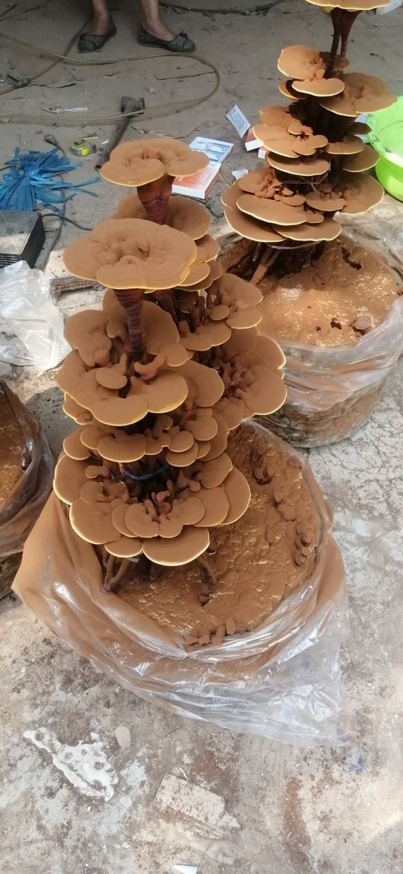 灵芝产品，自产自销