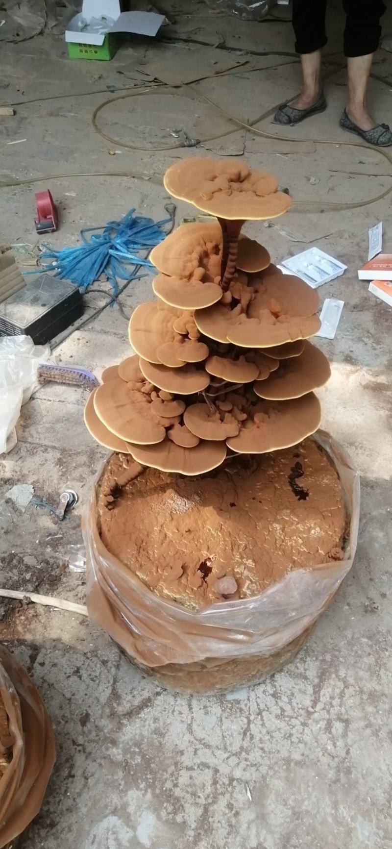 灵芝产品，自产自销
