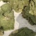 马蹄金，金钱草，化石草又叫小叶金钱草干品，