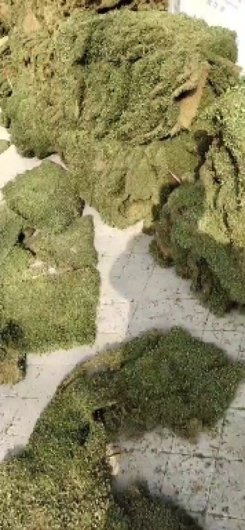 马蹄金，金钱草，化石草又叫小叶金钱草干品，