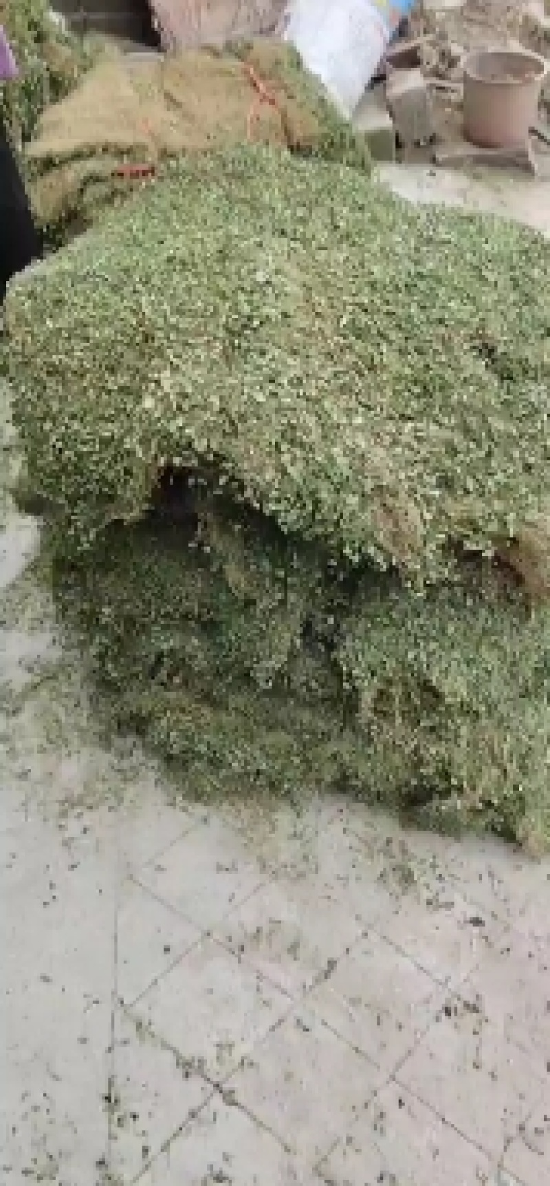 马蹄金，金钱草，化石草又叫小叶金钱草干品，