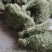 马蹄金，金钱草，化石草又叫小叶金钱草干品，