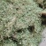 马蹄金，金钱草，化石草又叫小叶金钱草干品，
