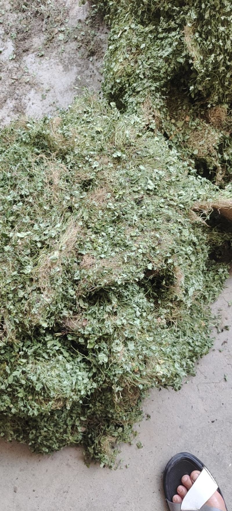 马蹄金，金钱草，化石草又叫小叶金钱草干品，
