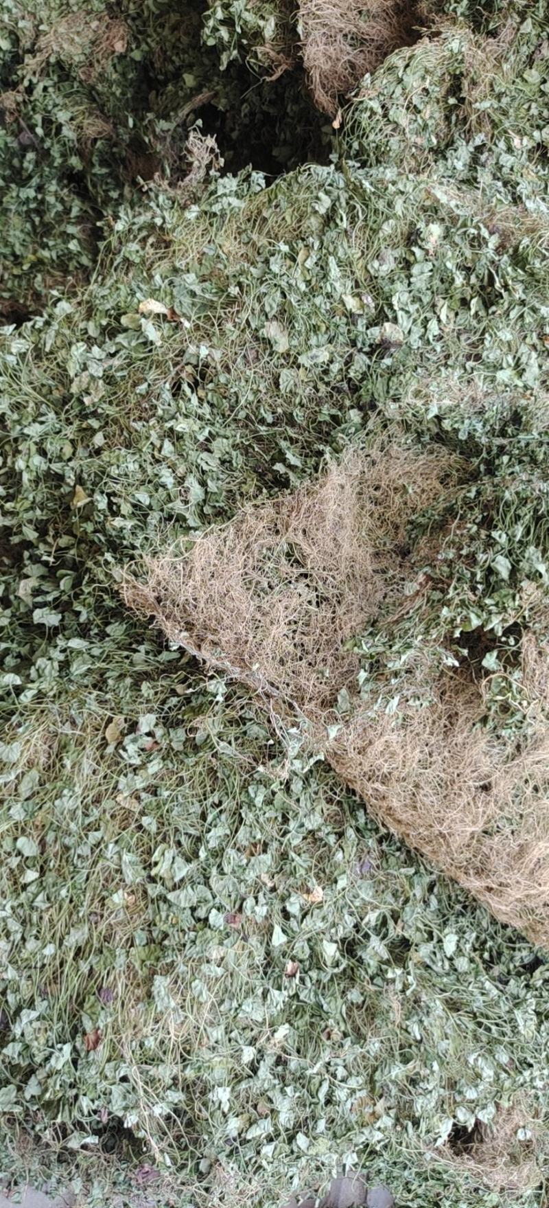 马蹄金，金钱草，化石草又叫小叶金钱草干品，