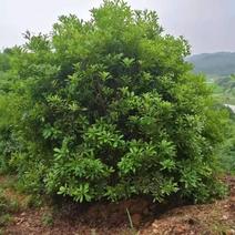 杨梅种植基地大量低价供应断根杨梅和工程杨梅