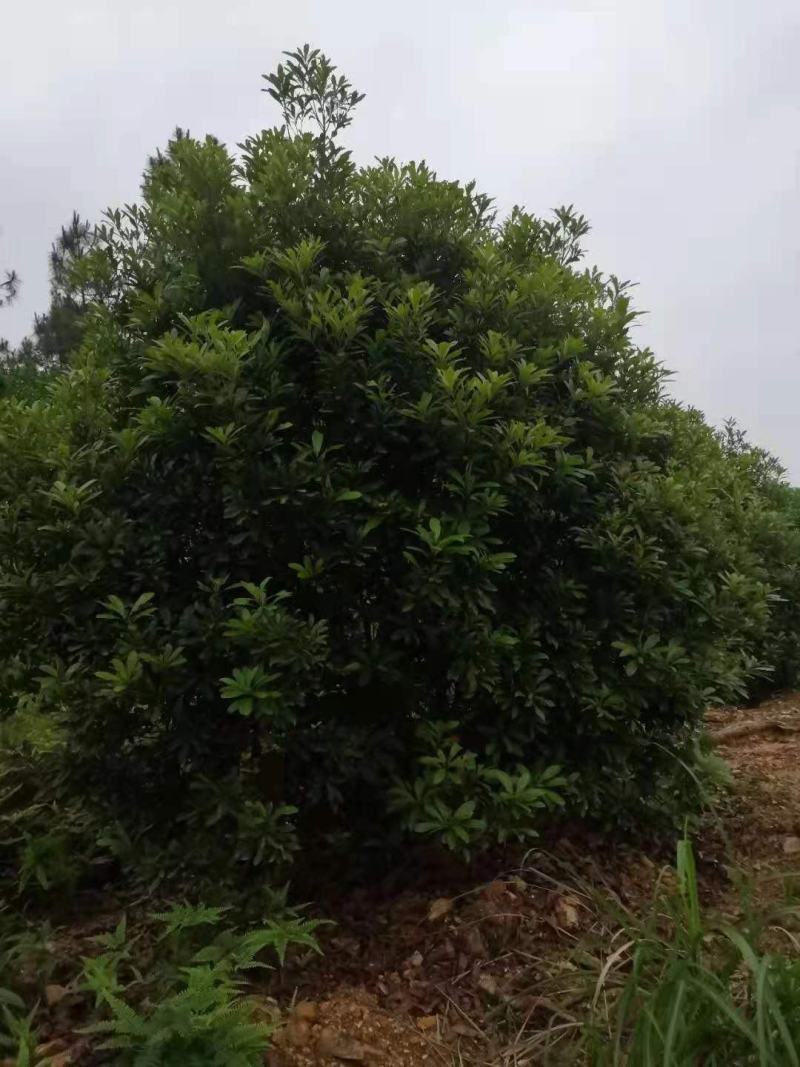杨梅种植基地大量低价供应断根杨梅和工程杨梅