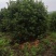 杨梅种植基地大量低价供应断根杨梅和工程杨梅