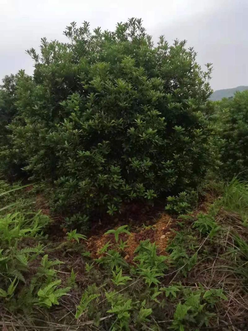 杨梅种植基地大量低价供应断根杨梅和工程杨梅