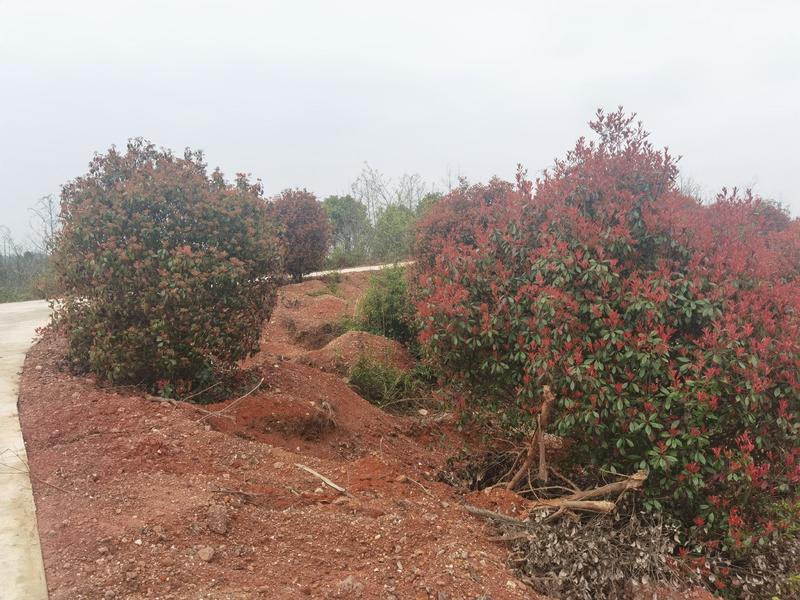 供应优质丛生红叶石楠和低分红叶石楠工程苗