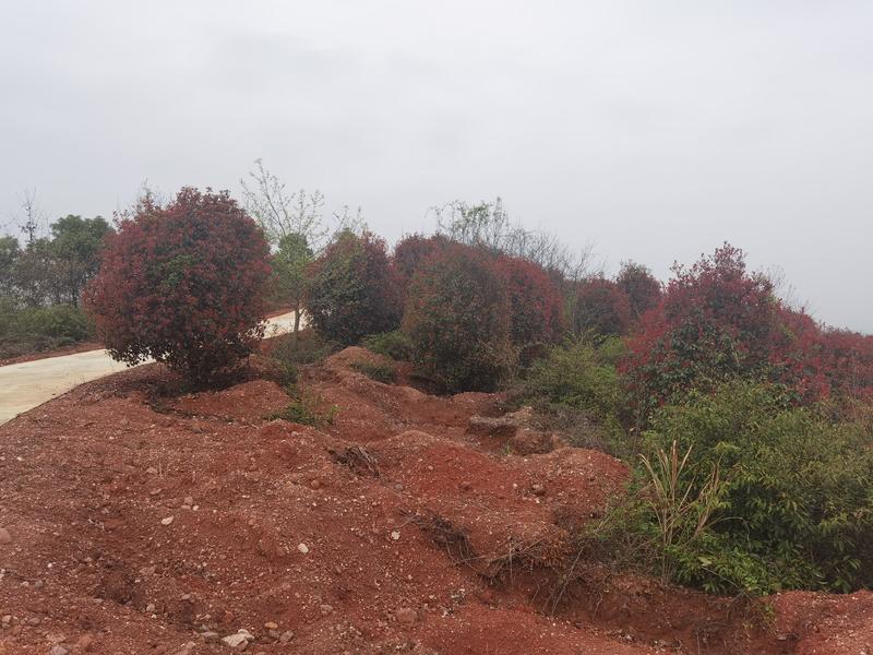 供应优质丛生红叶石楠和低分红叶石楠工程苗