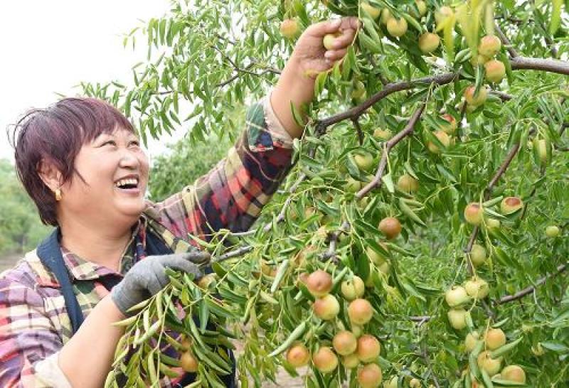 大荔露天冬枣，产地现采现摘