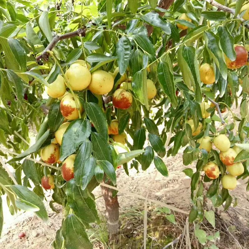 大荔露天冬枣，产地现采现摘