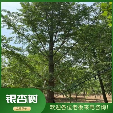 银杏树35公分，供货速度快！支持线上交易，24小时发货！