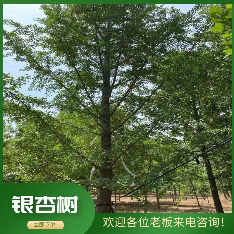 银杏树35公分，供货速度快！支持线上交易，24小时发货！