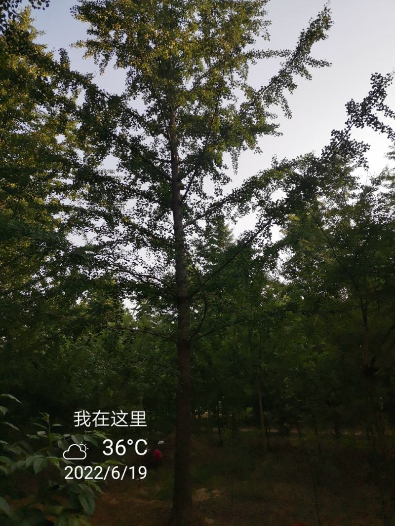银杏树35公分，供货速度快！支持线上交易，24小时发货！