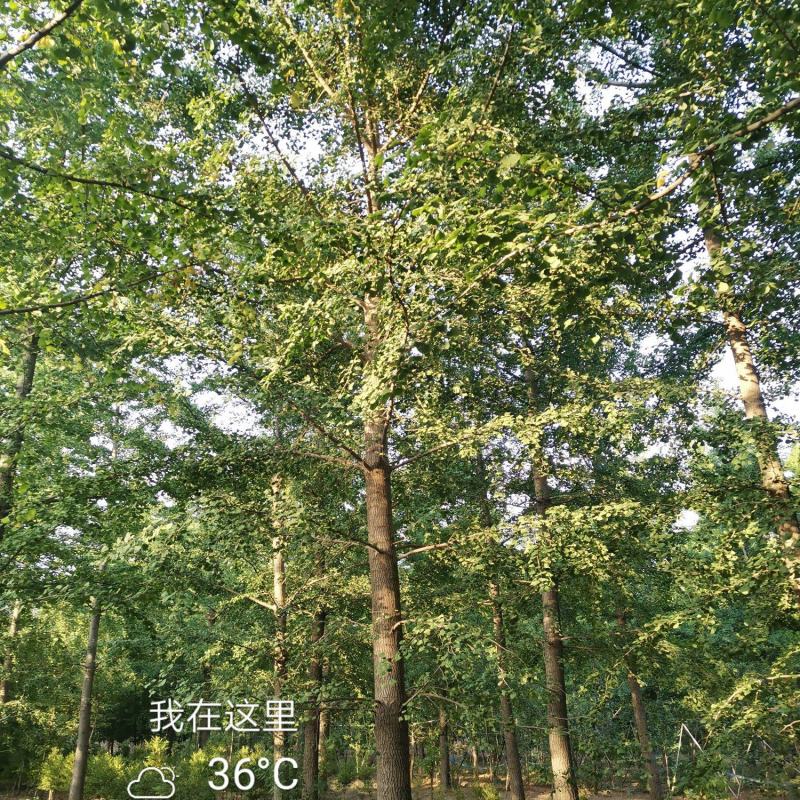 银杏树35公分，供货速度快！支持线上交易，24小时发货！