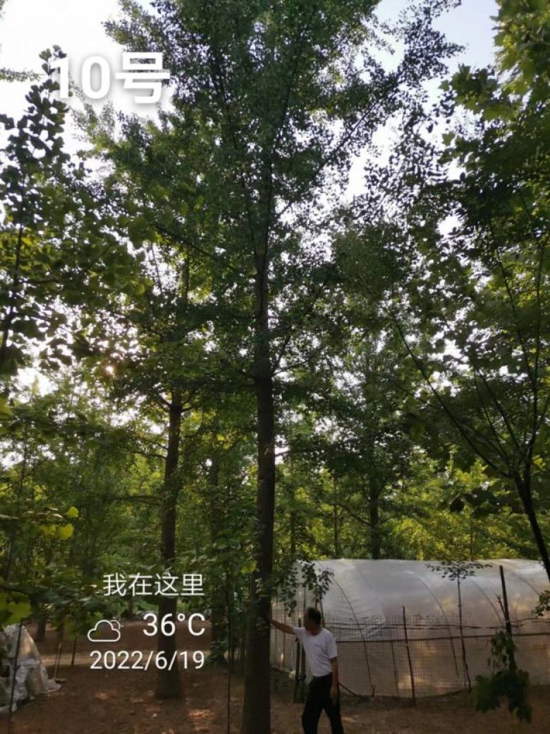 银杏树35公分，供货速度快！支持线上交易，24小时发货！