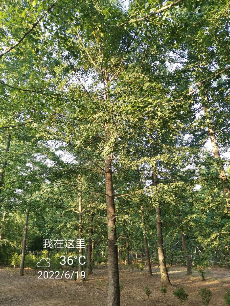 银杏树35公分，供货速度快！支持线上交易，24小时发货！
